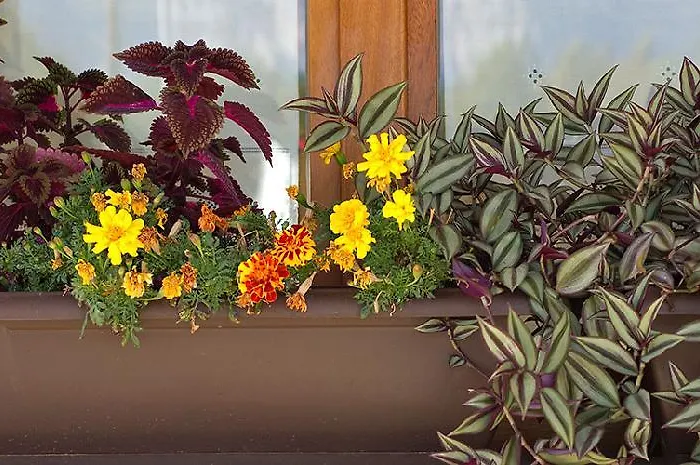 Nogales ホテル 3*